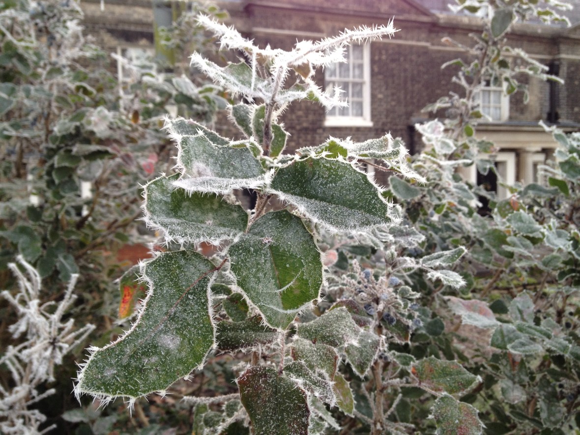 Frosted holly