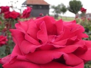 The Rose and the Treadwheel Crane