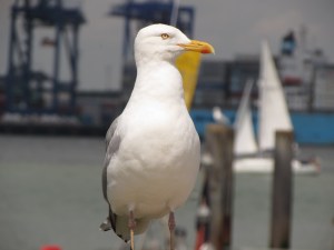 Seagull