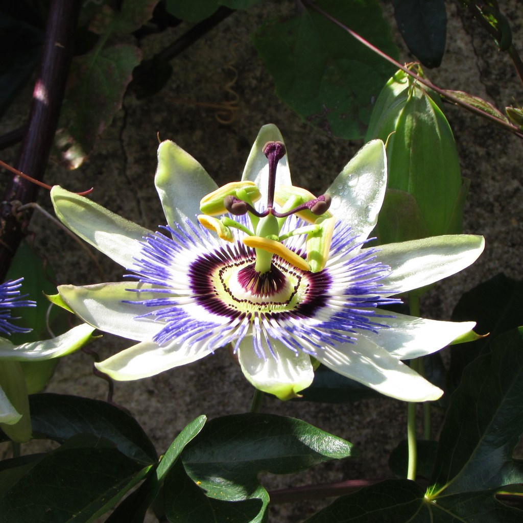 Passion flower