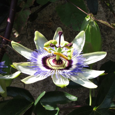 Passion flower