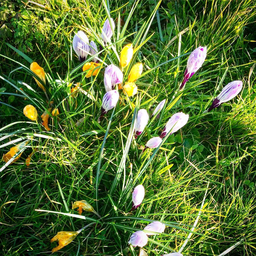 Crocuses