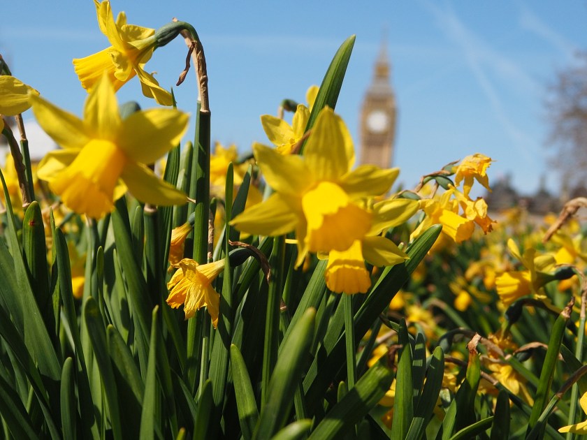 Daffodils