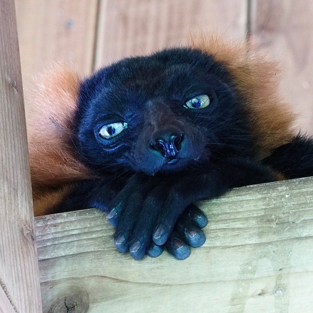 Red ruffed lemur